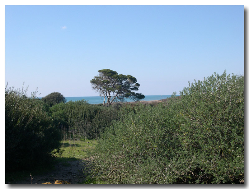 Segnali di primavera a Selinunte (TP)